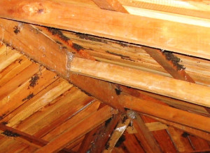 cluster flies in attic