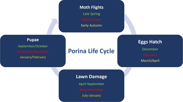 Porina Life Cycle