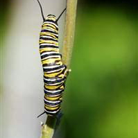 Monarch-caterpillar.jpg