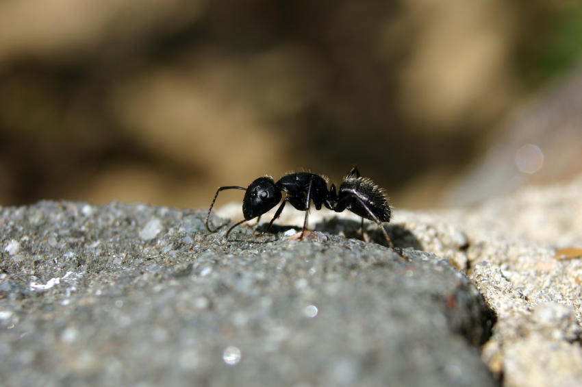Ants Control Of In And Around Homes Kiwicare