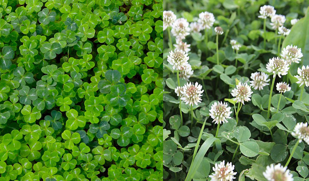 Clover Control of Clover in Lawns and Gardens. Kiwicare