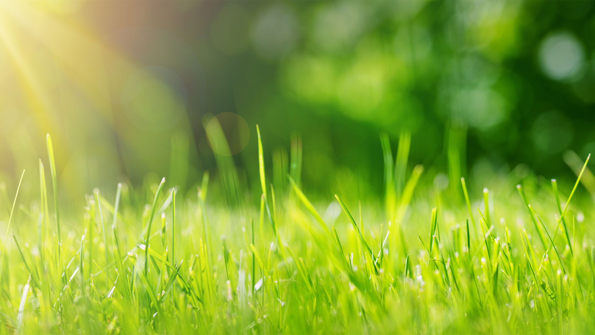 When to Plant Lawn Grass in NZ Grow Your Lawn Kiwicare