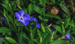 Periwinkle