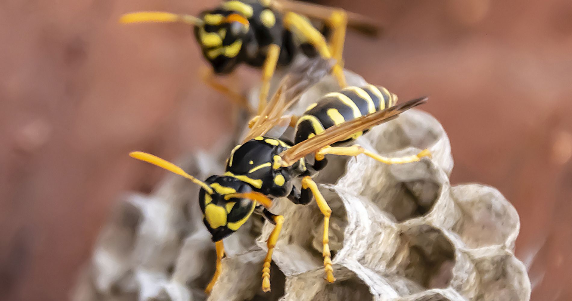 Wasp Nests