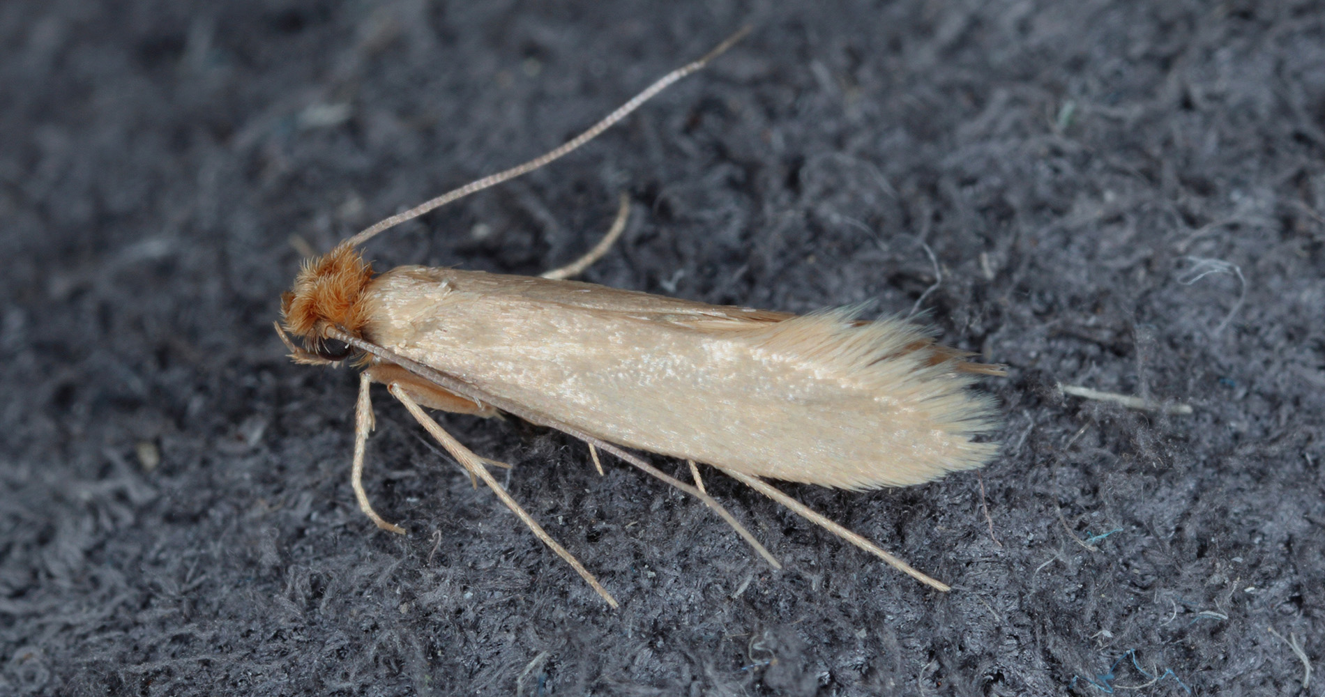 Common Clothes Moth Guide: How to Identify and Get Rid of These Pesky 