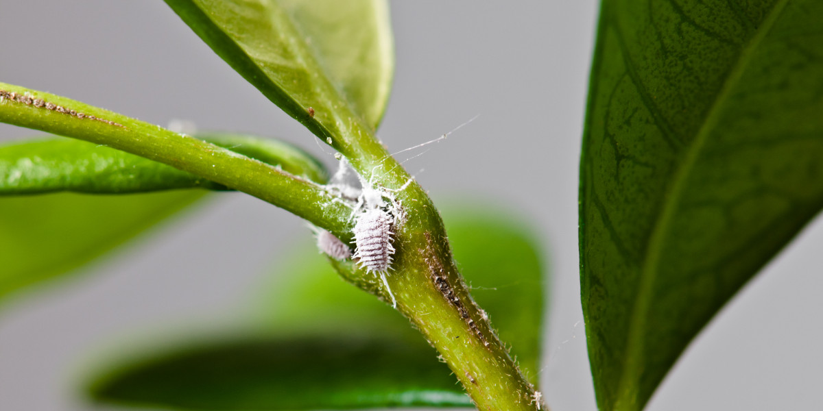 https://www.kiwicare.co.nz/assets/Problem/Advice-Images/Houseplant-Pests-How-to-get-rid-of-them.jpg