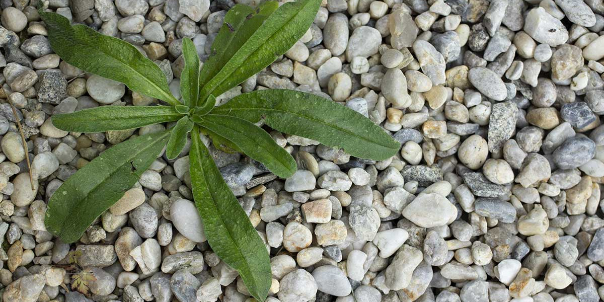 Advice How to Control Weeds in Gravel Kiwicare