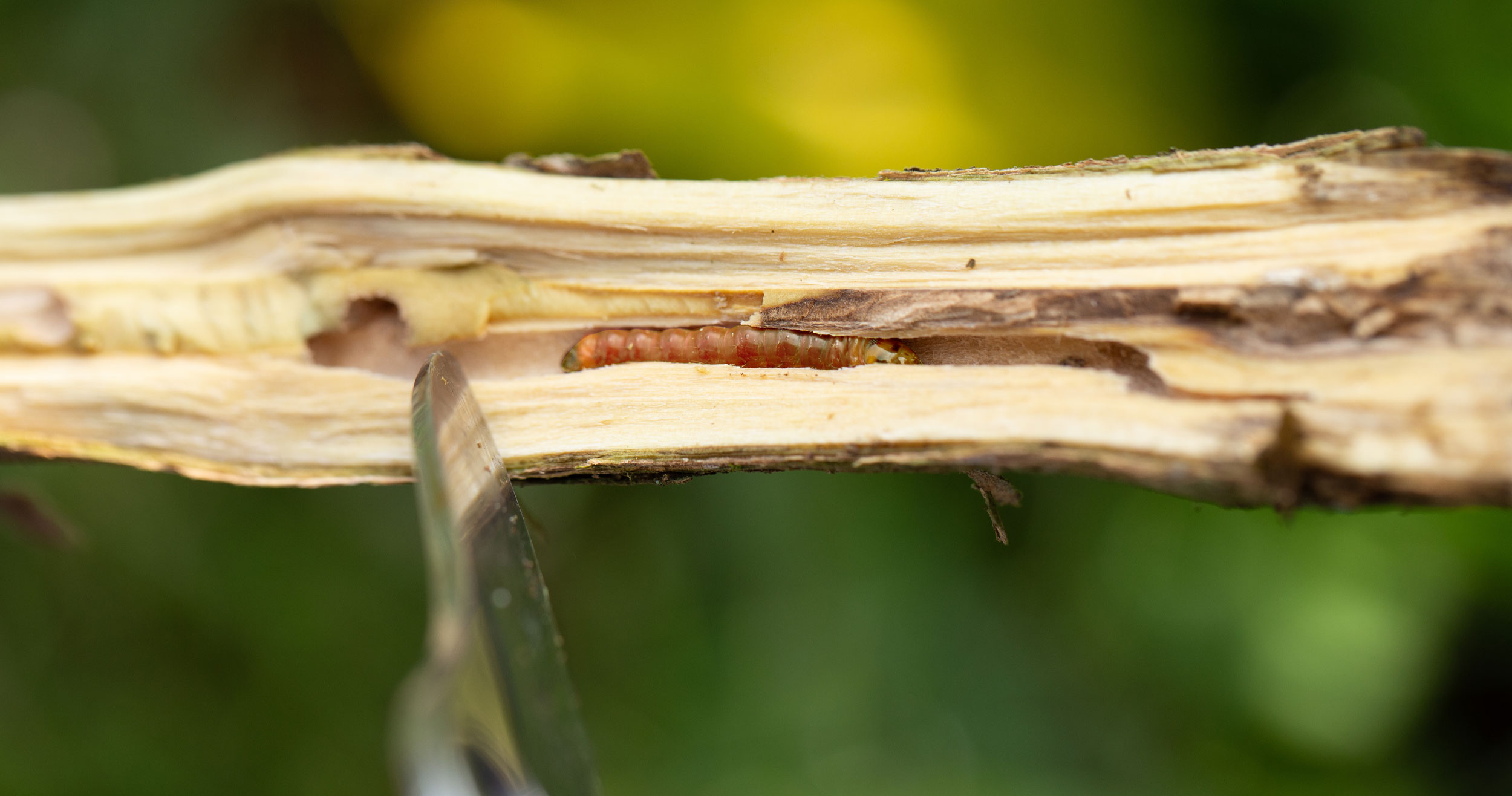 Citrus Tree Borer - Control of Lemon Tree Borer | Kiwicare