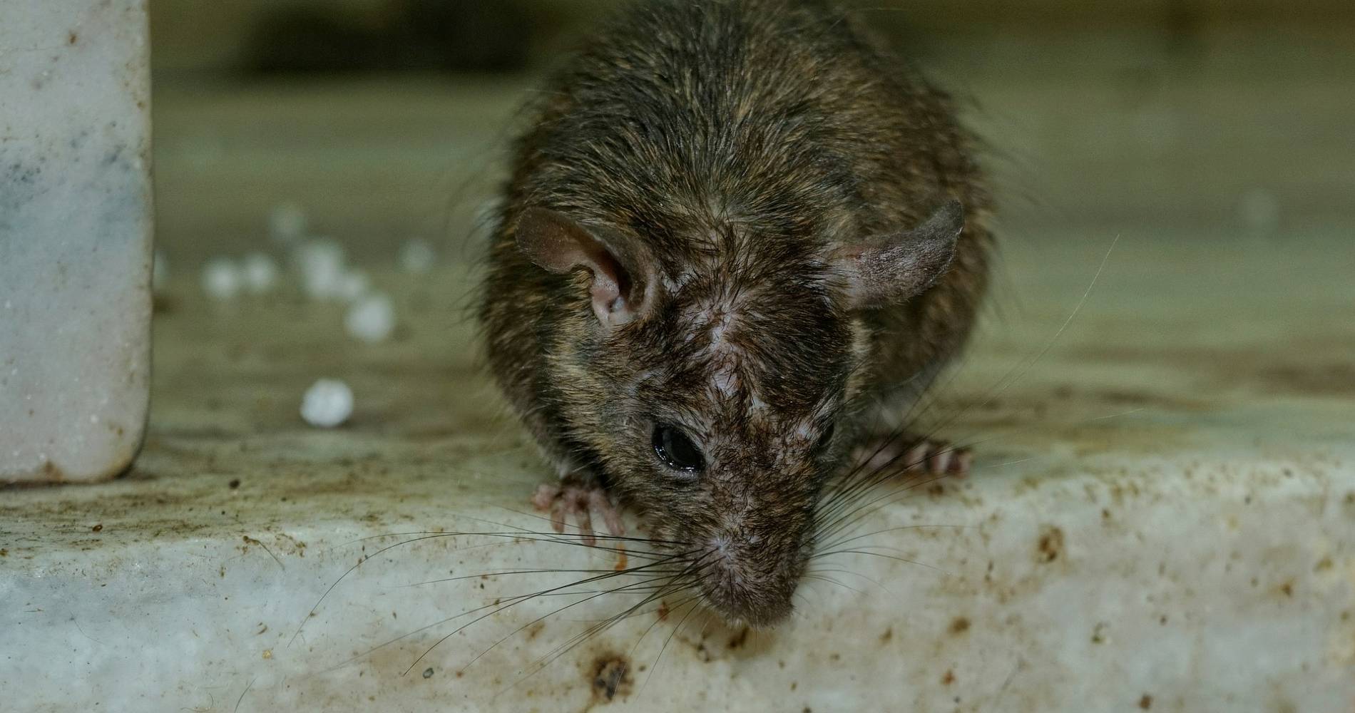 Best Mouse Trap Ever DIY Humane Mousetrap Green Rat Trap for capture and  release Rat Eats Moth 