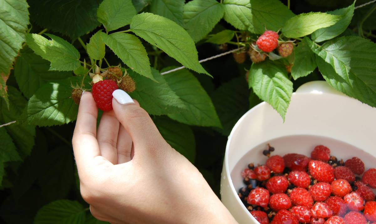 Strawberries and Raspberries are Not Berries