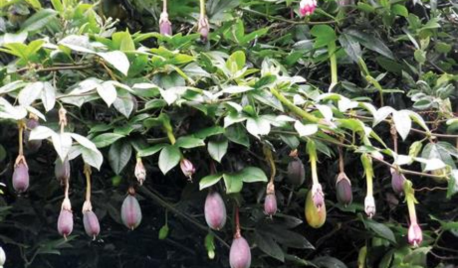 Banana Passionfruit is a Vine Weed Kiwicare