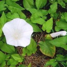 Bindweed - Control of bindweeds in gardens.