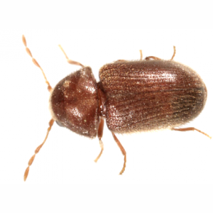 How to Get Rid of Stored Product Pest Insects | Kiwicare