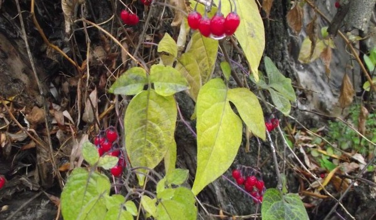 Bittersweet Control of Bittersweet Weed in Gardens Kiwicare