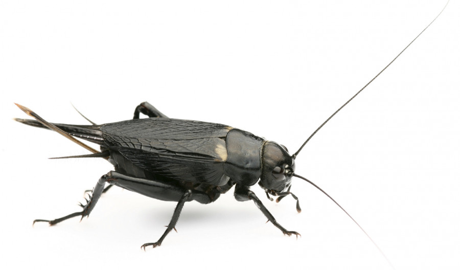 Black Field Cricket Control of Black Field Cricket Kiwicare