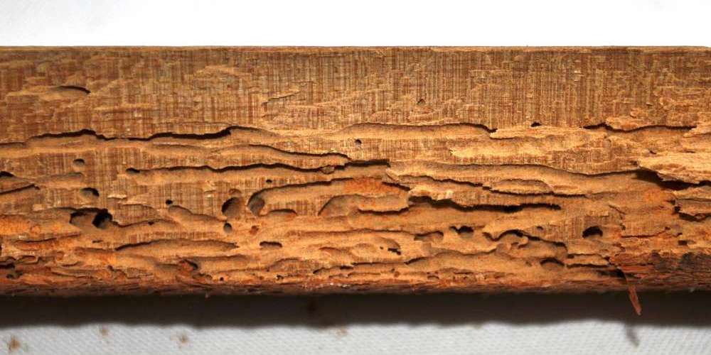 How to Get Rid of Borer in Furniture Kiwicare