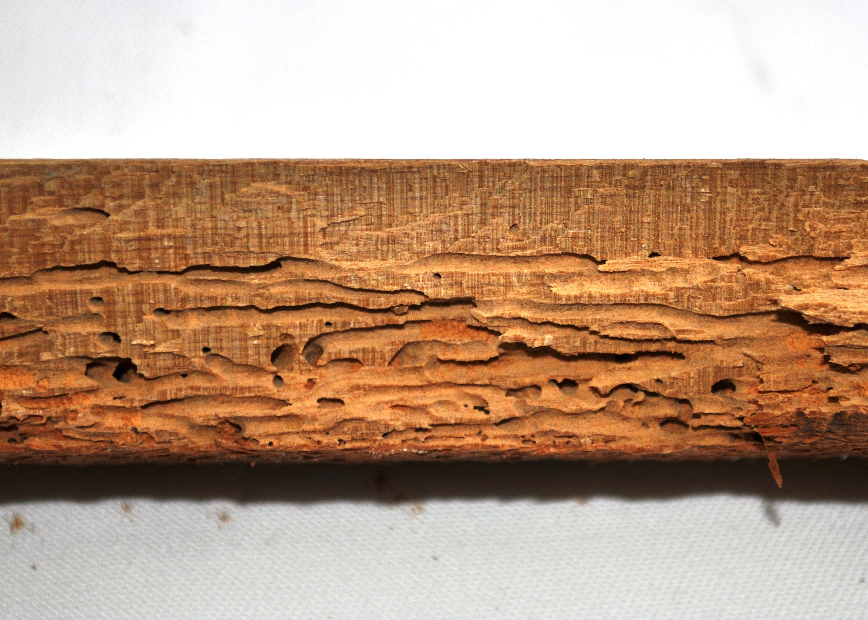 Wood borer on sale