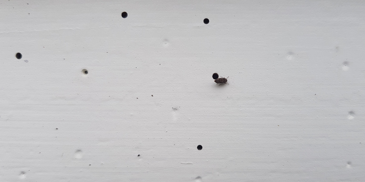 When to Treat Timbers for Borer Kiwicare