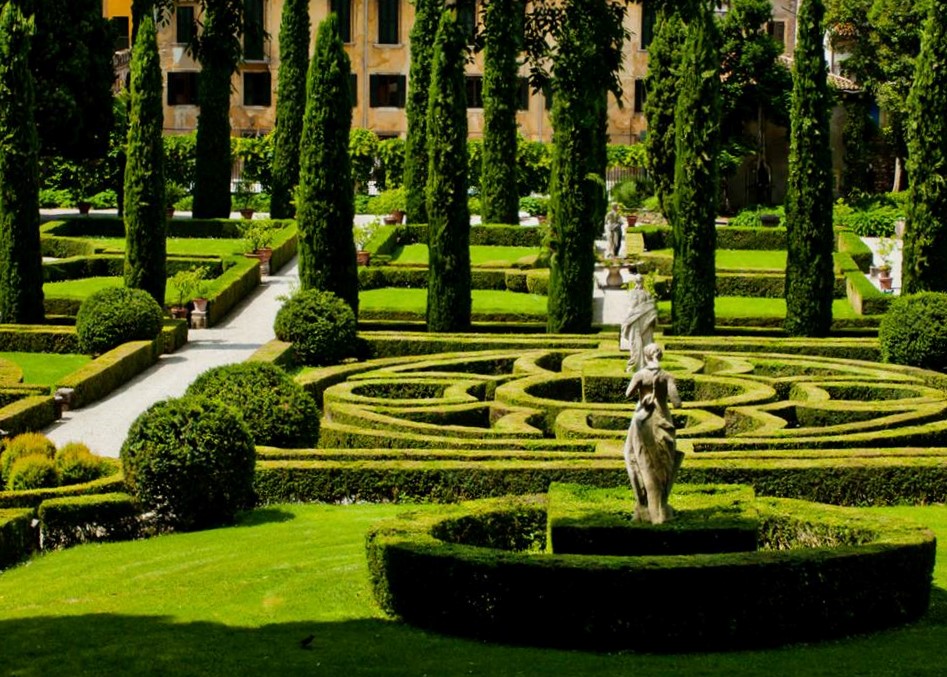 How to Look After Buxus Plants Kiwicare