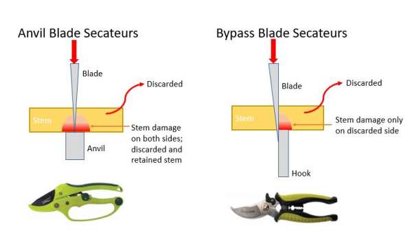 Anvil secateurs clearance