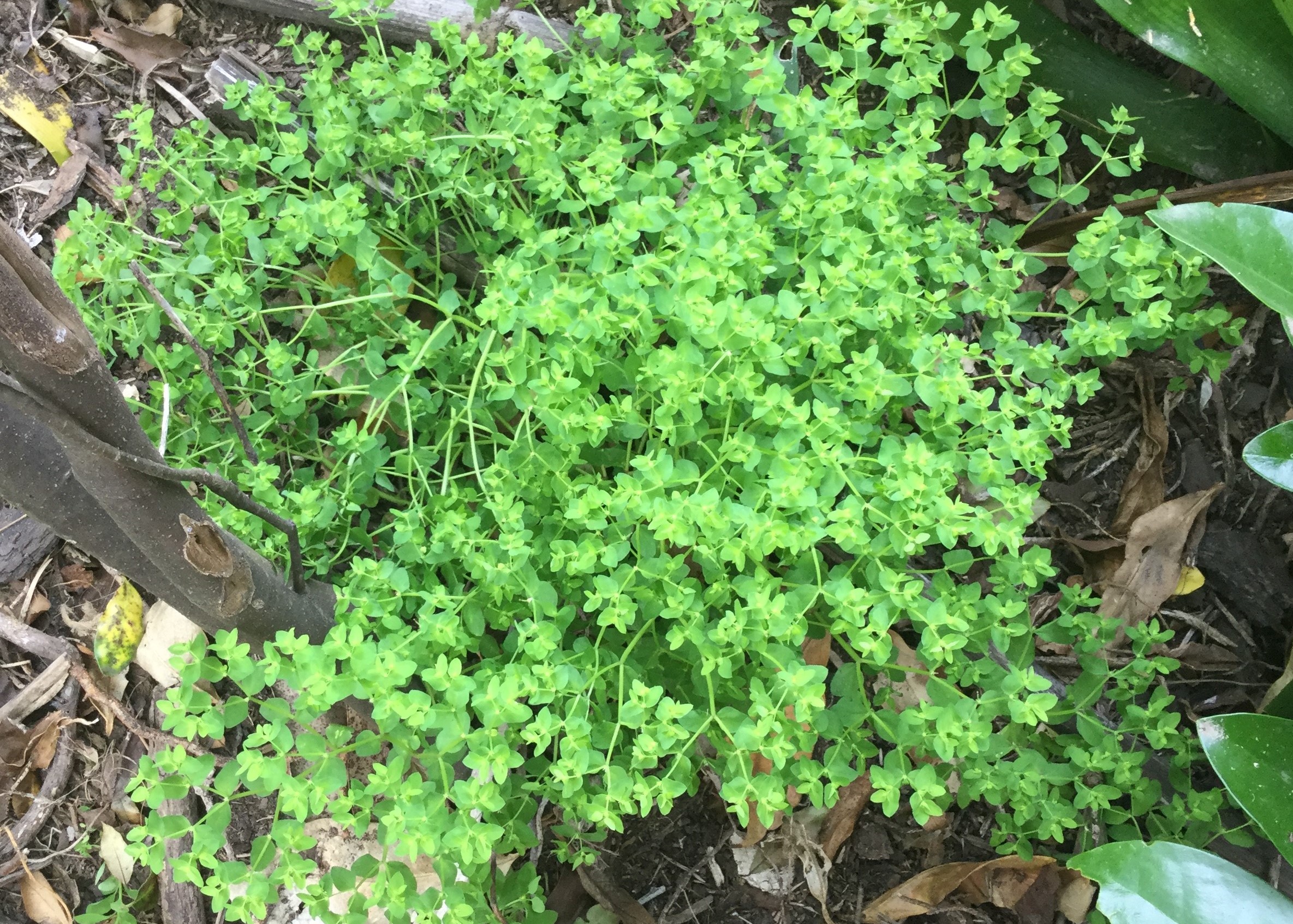 Chickweed killer deals