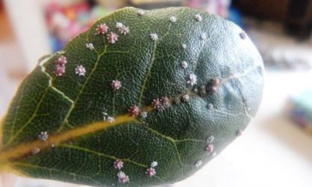 Brown Scale Insects - Identify and Control | Kiwicare