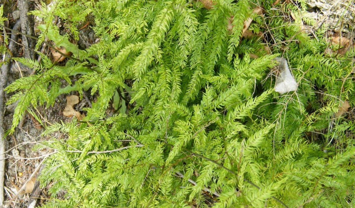 Climbing Asparagus Fern is a Weed. Kiwicare