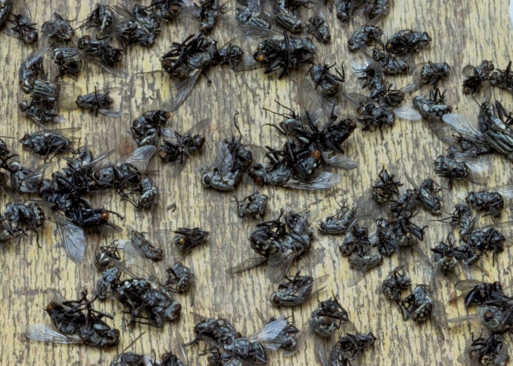 Cluster Flies - Control of Cluster Flies in Gardens.