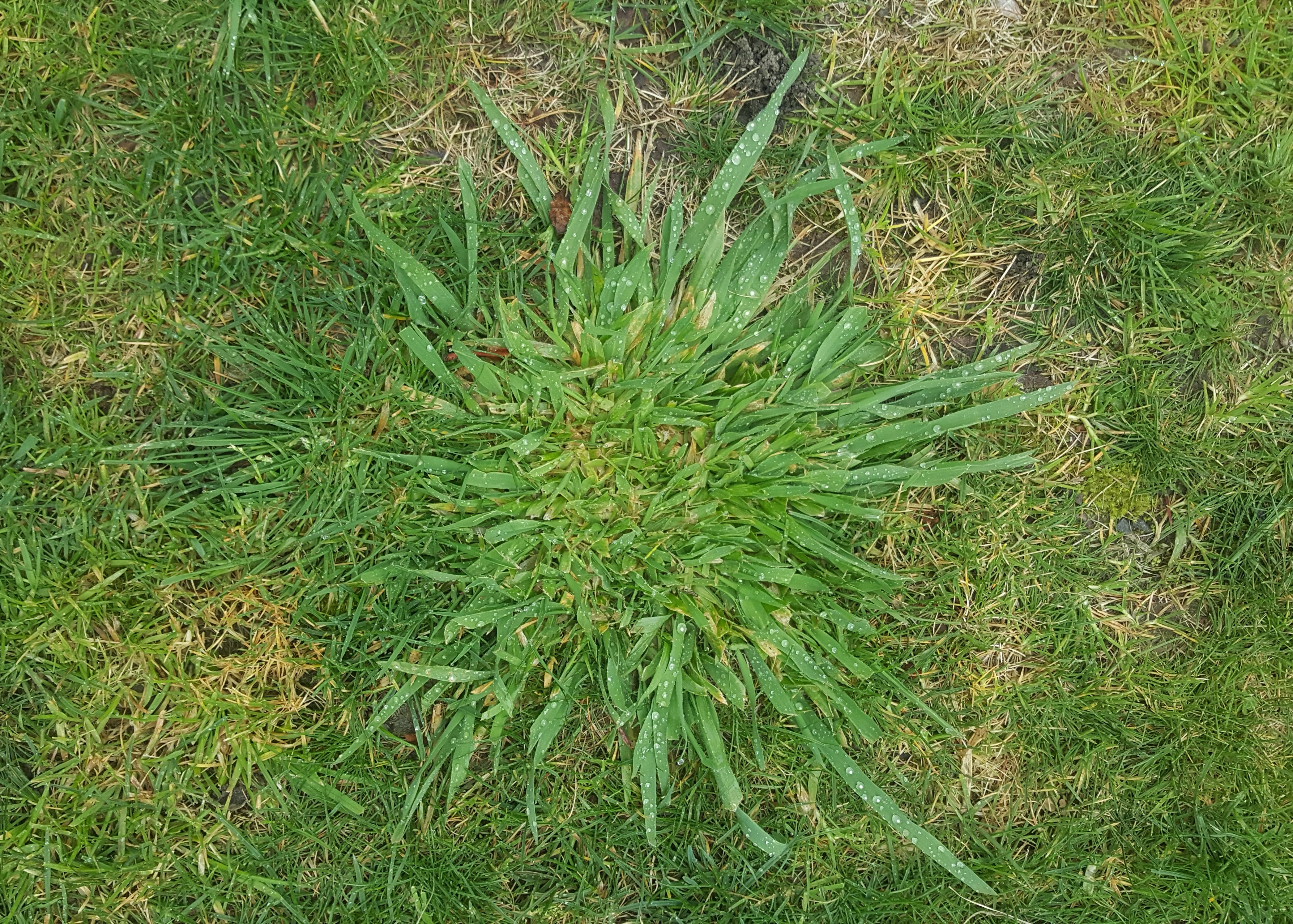 Weed grass clearance in lawn