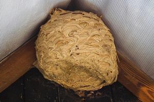 Common Wasp nest