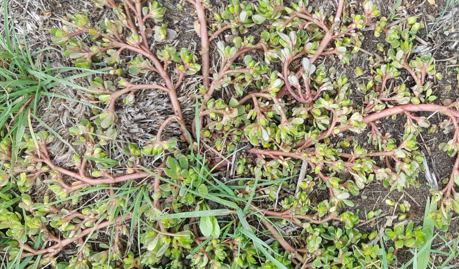 Purslane Identification and Control of Purslane Weed Kiwicare
