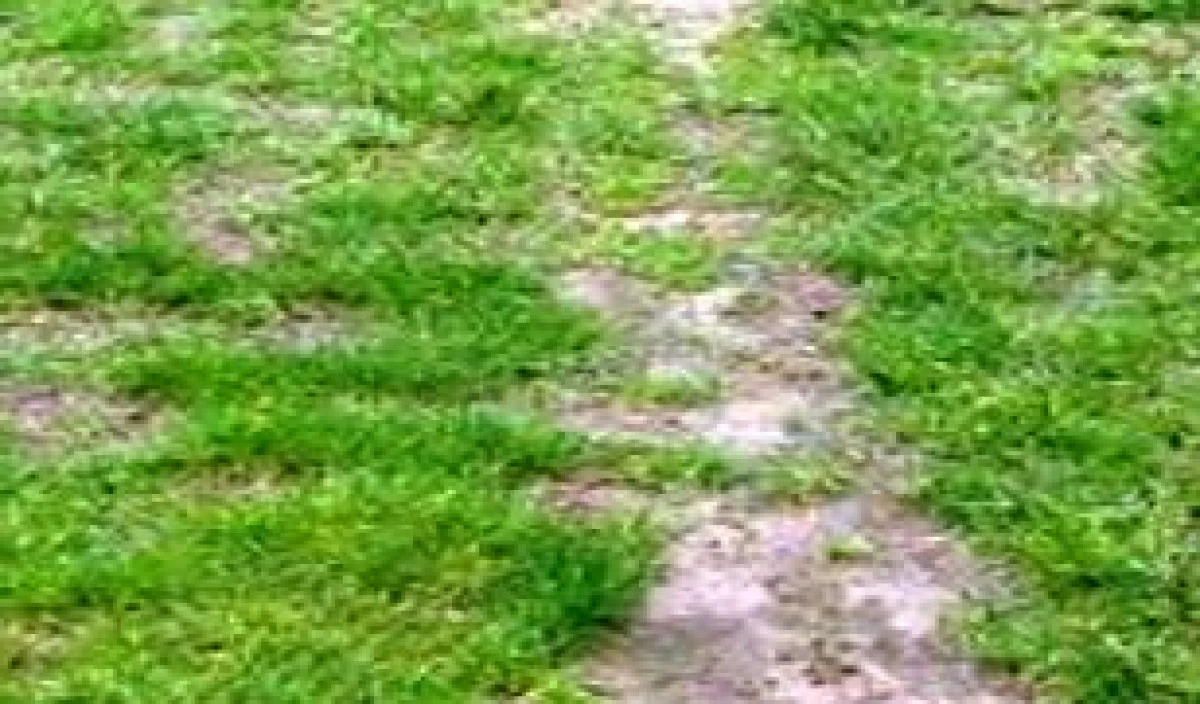 Compacted Lawn Soils Remedy Lawn Soil Compaction. Kiwicare