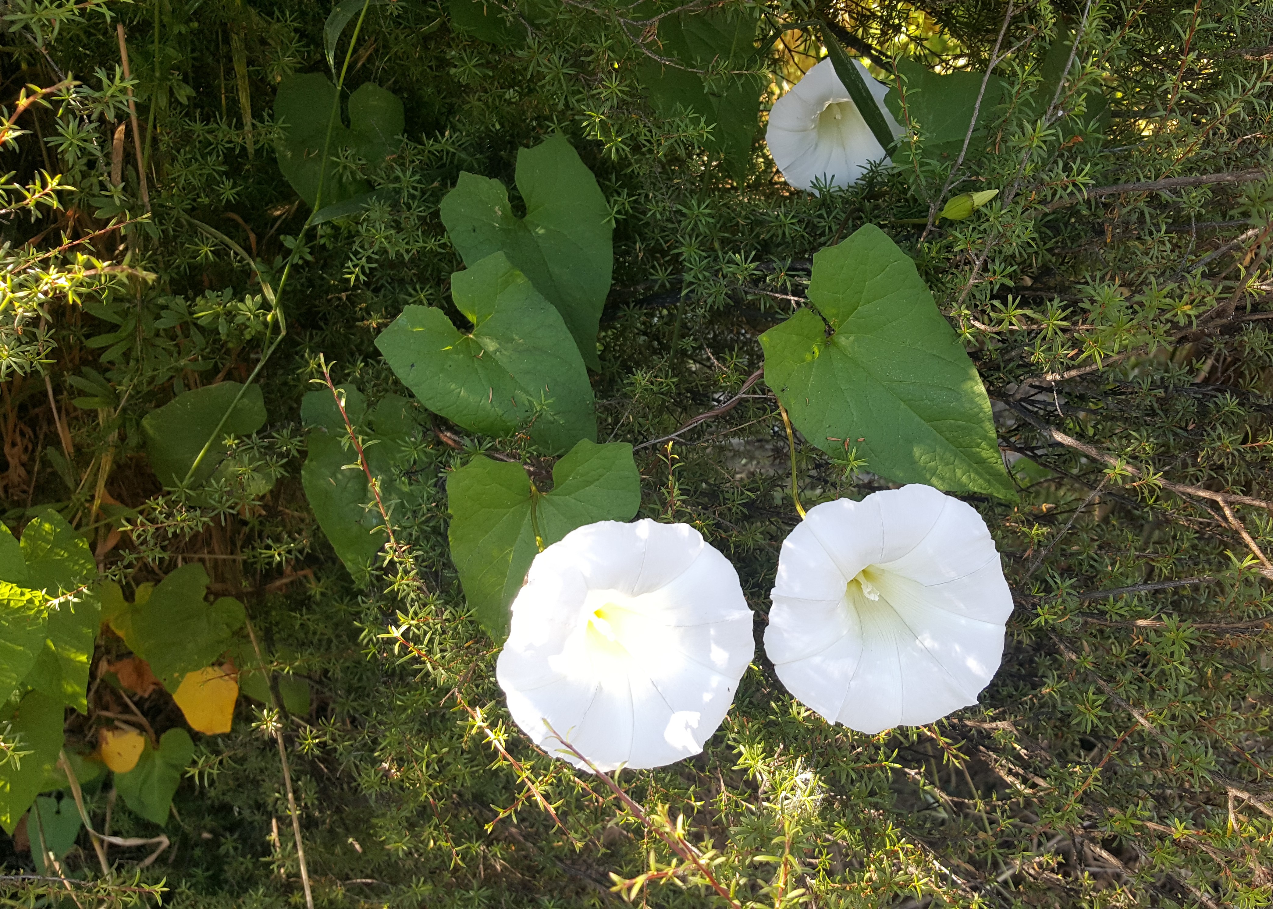 Convolvulus - Control of convolvulus weeds.