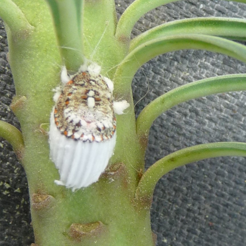 Cottony Cushion Scale Insects Control of Scale Kiwicare
