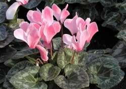 Cyclamen