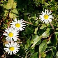 Daisies - Control of daisies in gardens.