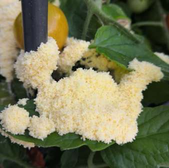 Dog Vomit Fungus