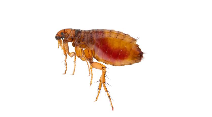Fleas Control of Fleas in and Around Homes Kiwicare