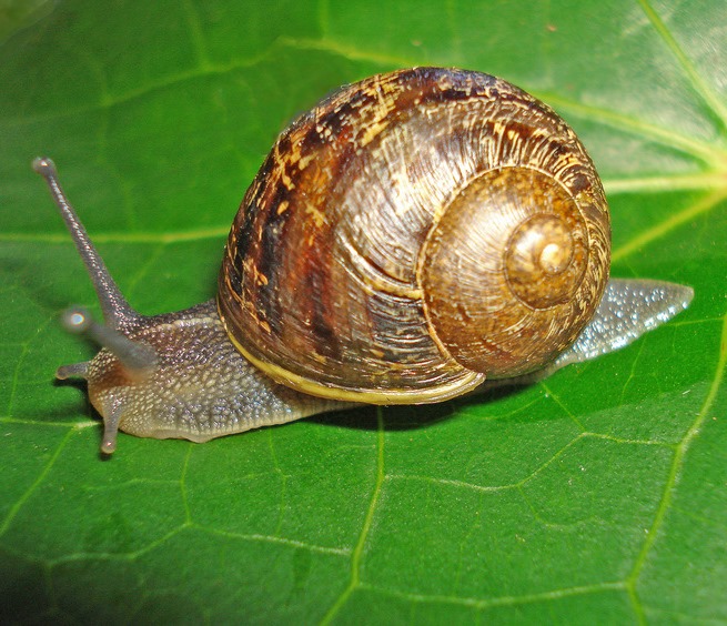 HELLOS ヘロス Snail Shelter（Charcoal Green） ORTHO 2-lb Bug-Geta Snail and Slug Killer 0474510 at Lowes.com