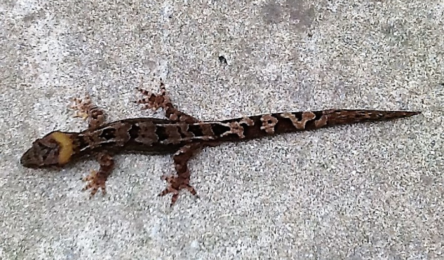 Lizards, Geckos and Skinks - How to Keep them Out