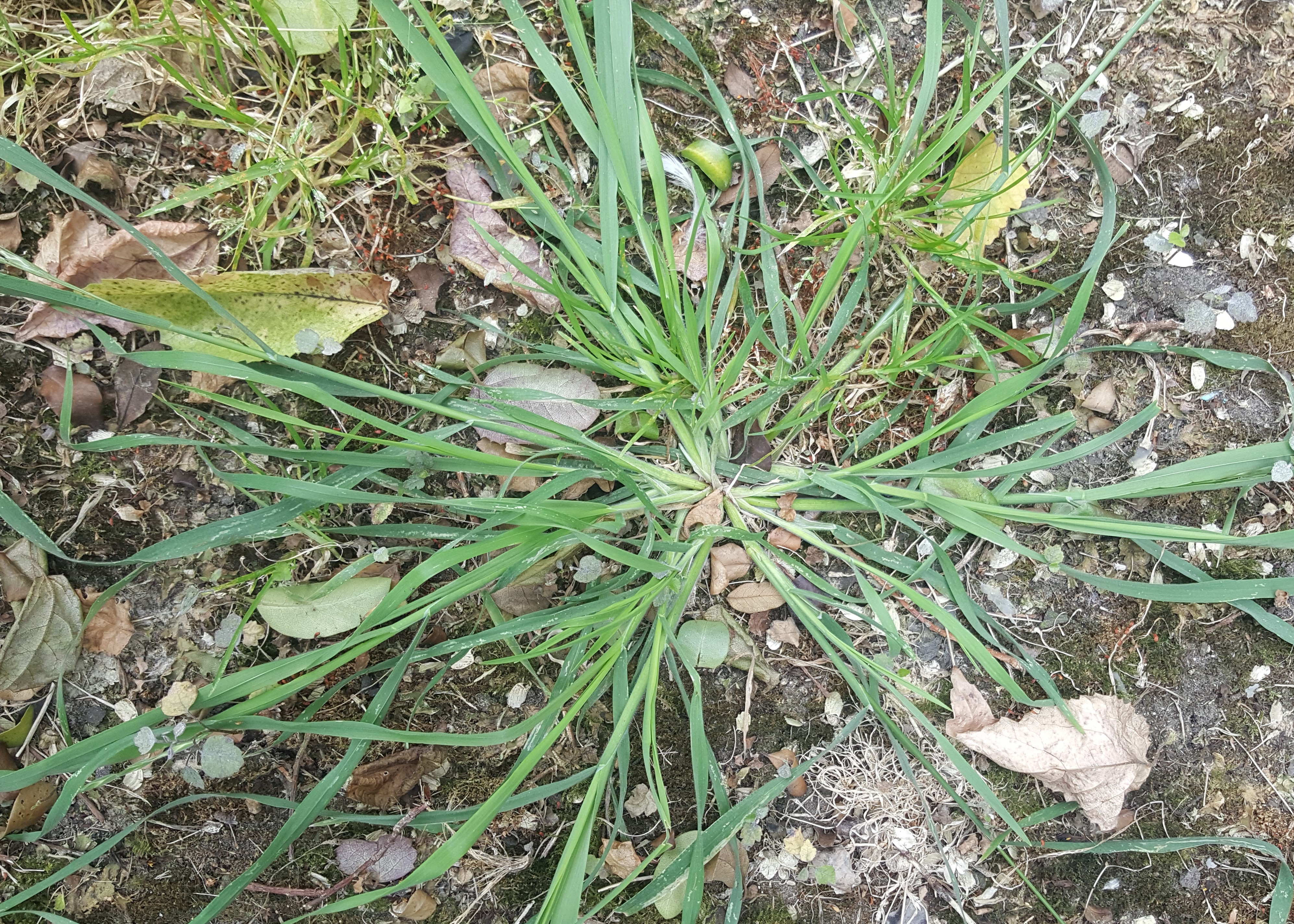 Grass Weeds - Control of Grass Weeds.