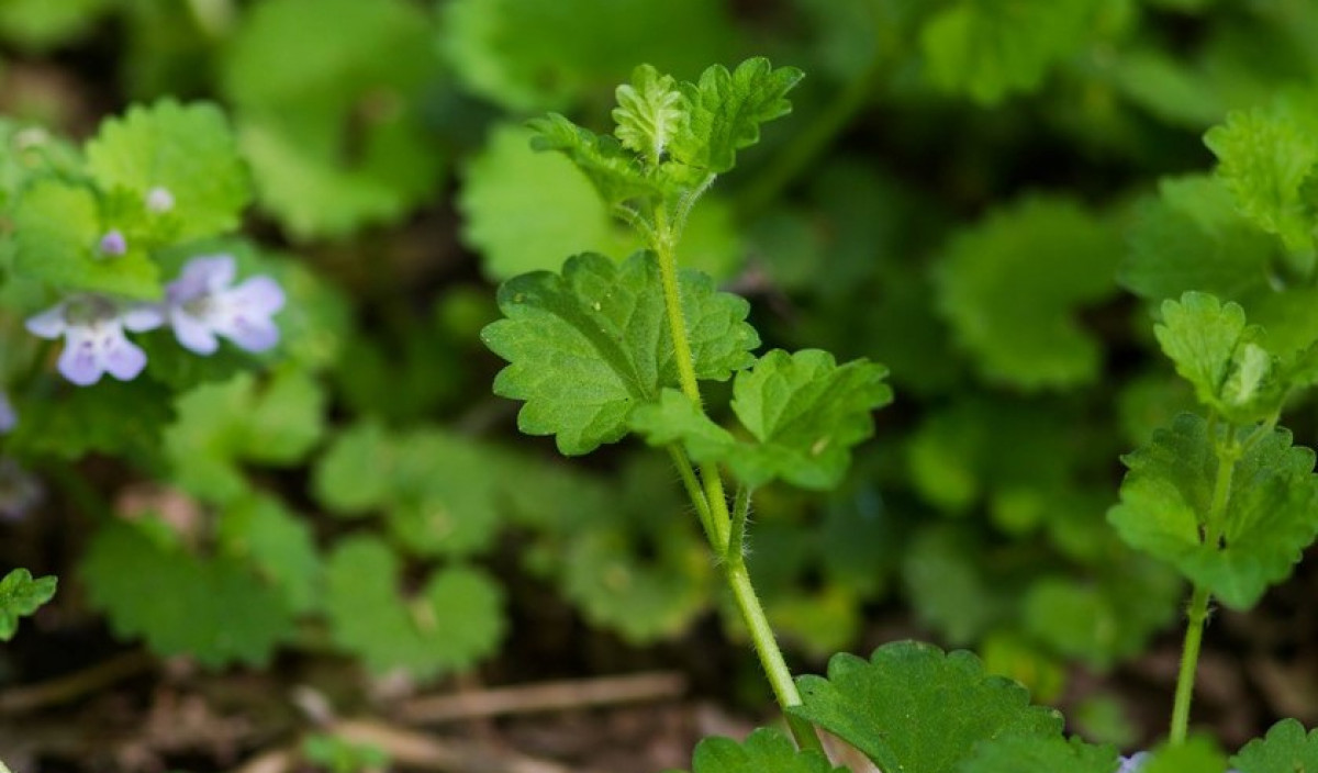 ) камнеломка маньчжурская. чертополох сорняк. рориппа палюстрис. ярутка альпийская. дурнишник эльбский.