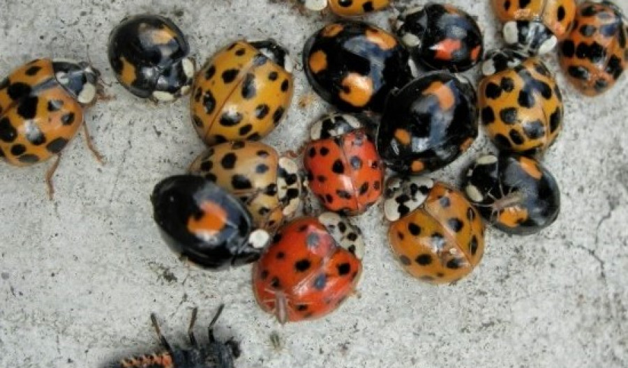 Harlequin Ladybirds Identification and Control Kiwicare