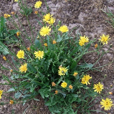 Hawksbeard square