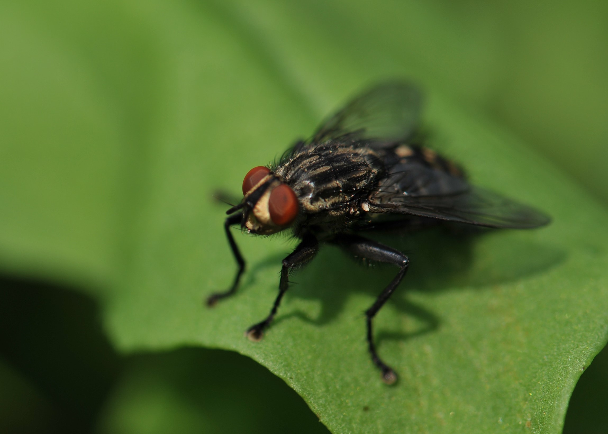 Common House Fly Common House Fly