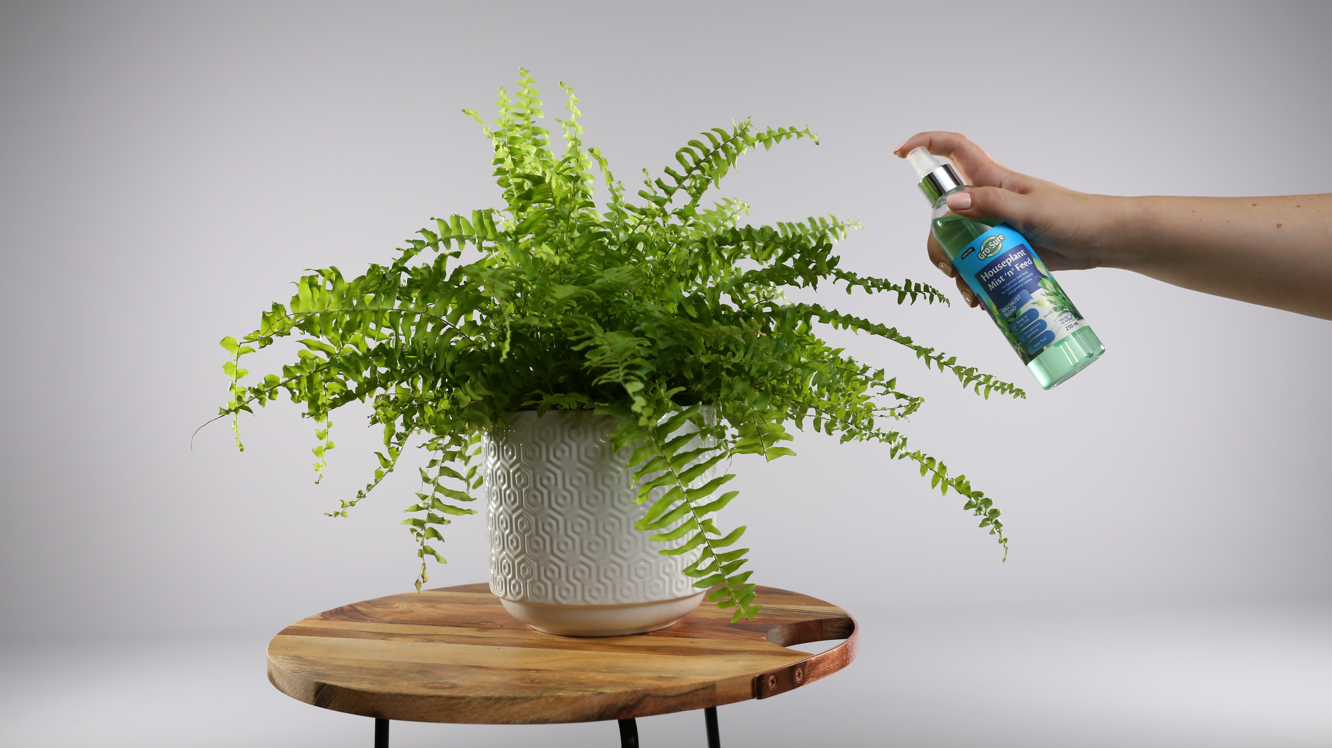 Advice - How to Keep House Plants Alive and Vigorous | Kiwicare
