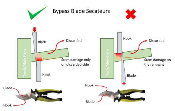 How to Prune with Bypass Secateurs
