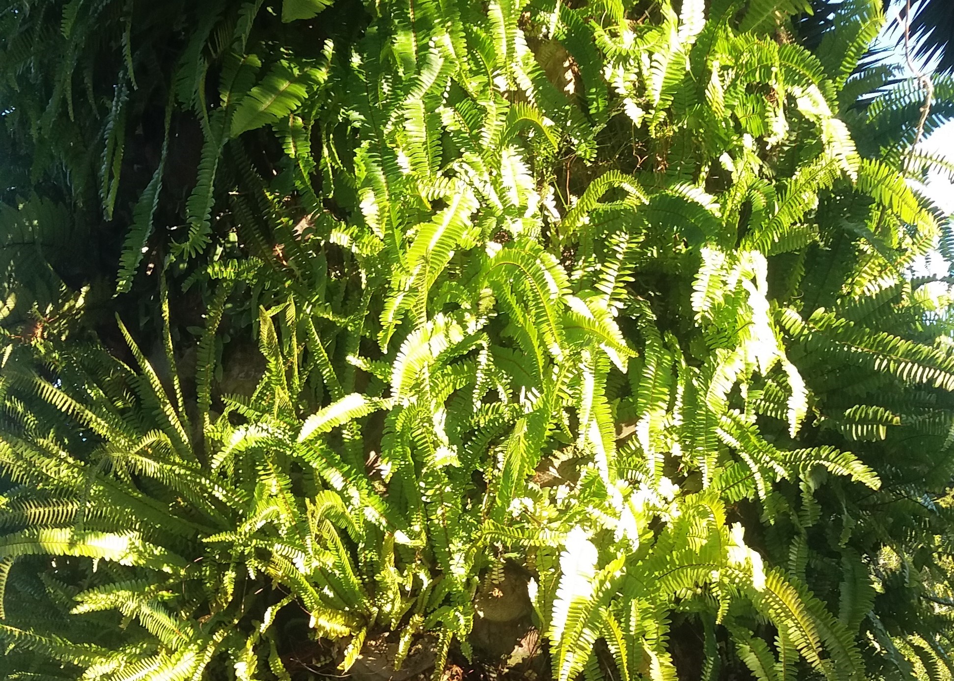 Ladder Fern How to Get Rid of Ladder Fern Kiwicare