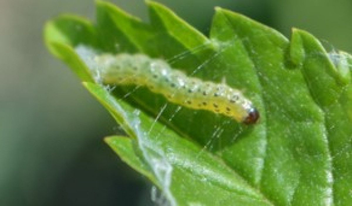 Leaf Rollers Control of Leaf Roller Kiwicare