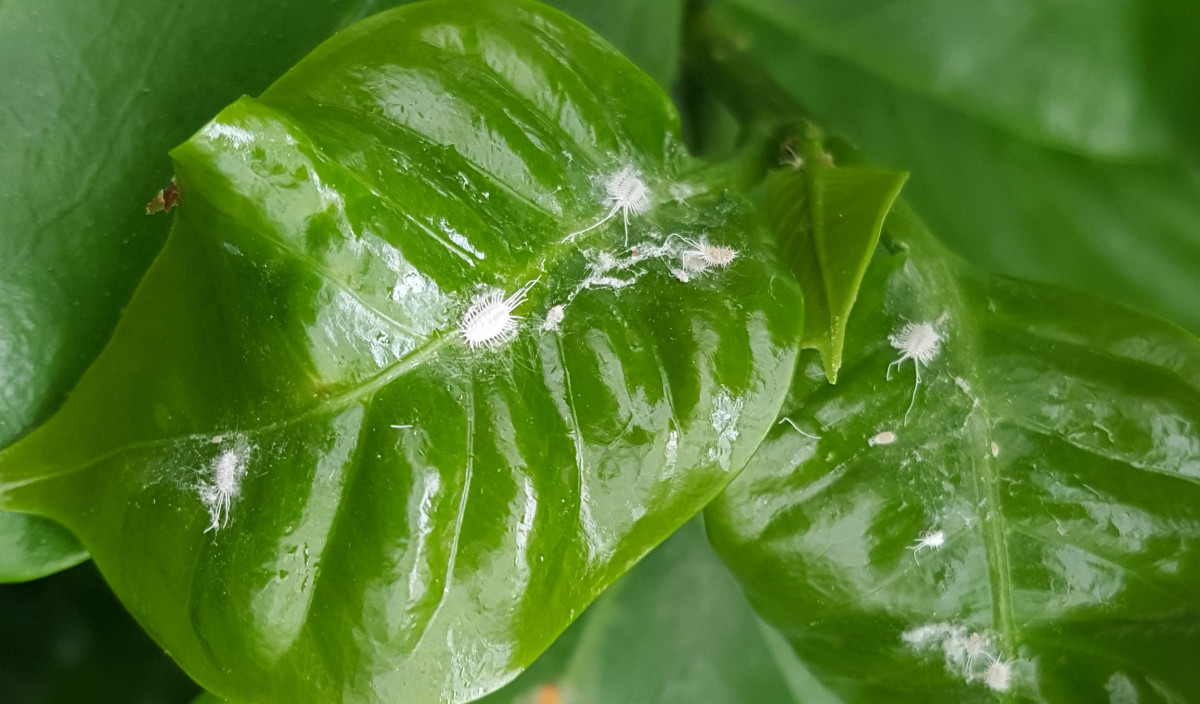 Mealybugs Control of Mealybug Pests on Garden Plants Kiwicare